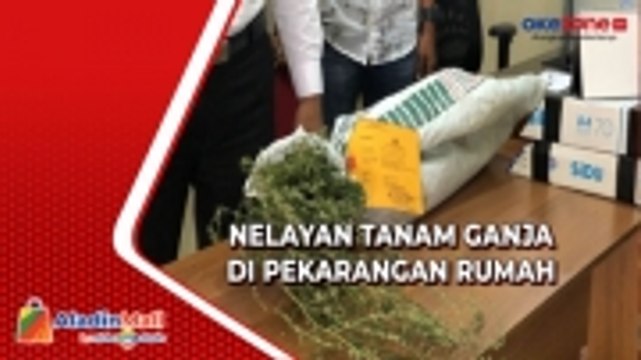 Tanam Ganja di Pekarangan Rumah, Seorang Nelayan di Aceh Diringkus