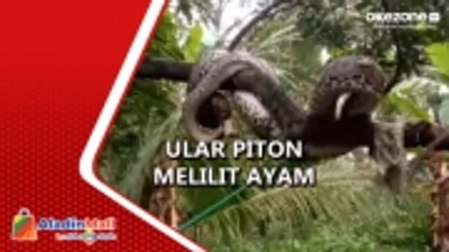 Warga Geger Lihat Ular Piton Sepanjang 4 Meter Melilit Ayam Peliharaan di Parepare