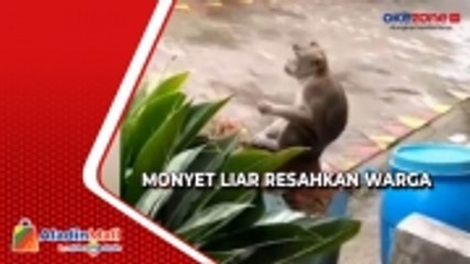 Kerap Curi Makanan, Monyet Liar Resahkan Warga Tangerang