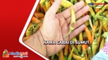 Serangan Hama Cabai, Petani Sumut Merana