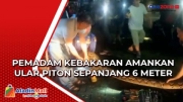 Sembilan Personel Damkar Dikerahkan dalam Evakuasi Ular Piton