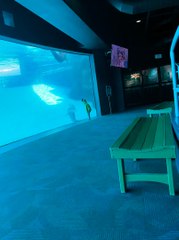 Little Girl Races Dolphin at the Aquarium