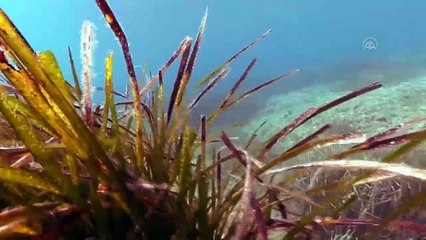 Çanakkale Savaşı'ndan kalma 108 yıllık batık gemiler kamerada