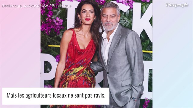 À part un peu de rosé, il ne fait rien : La ferme de George Clooney en Provence fait grincer des dents...