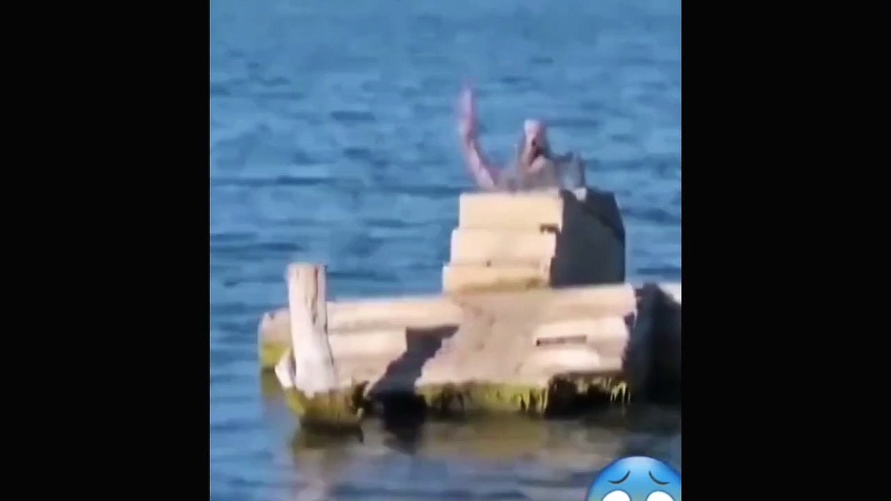 Real Mermaid / Apakah memang benar ada putri duyung