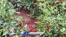 Mirchi Farmers Concerns With Crop Damage Due To Rains _ Warangal | V6 News