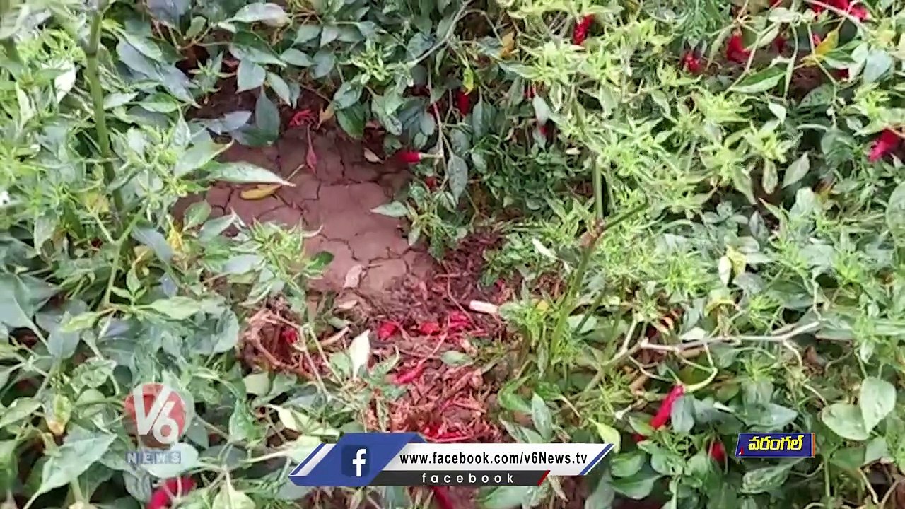 Mirchi Farmers Concerns With Crop Damage Due To Rains _ Warangal | V6 ...