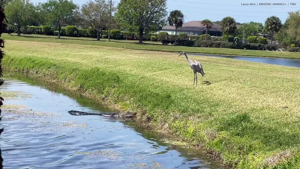 Alligator humiliated by bird after tense standoff sees it flee into water