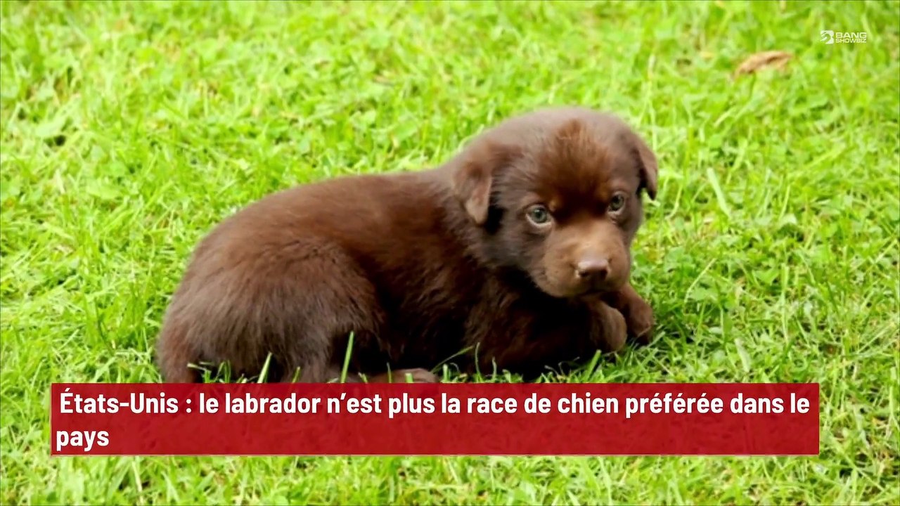 États-Unis : le labrador n’est plus la race de chien préférée dans le pays !