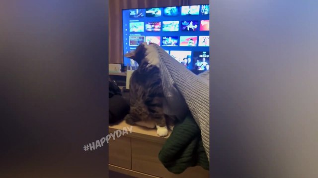 재미있는 고양이 2023 및 기타 동물/ 10 분의 웃음 재미있는 동물 2023/ 고양이와 함께하는 최고의 농담