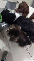 Miniature Schnauzer Life. The noises dogs make