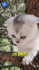 என்ன Cats இங்க தான் வேர்க்குமா?