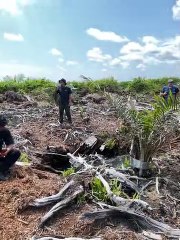 Apel Green Aceh Memeriksa Kawasan Lindung Rawa Tripa