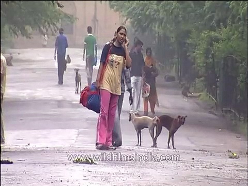 Dogs mating_ The world passes them by on the street!