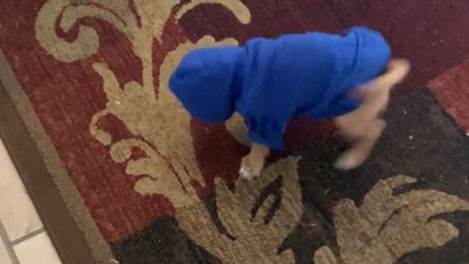Tiny dog learns the meaning of struggle after losing his way in an oversized hoodie