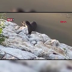 Nesli tehlikedeki su samuru Munzur Çayı'nda balık avında