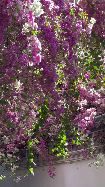 TOP 20 flower viewing destination in China; Spring blossom flowers in Shenzhen