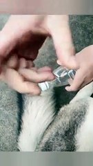 epic dog fail 2023- you want believe what happens next  .