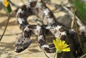 Ezilmekten kurtarılan kedi gözlü yılan doğal ortamına bırakıldı