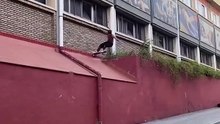 Short Funny Compilation (22)