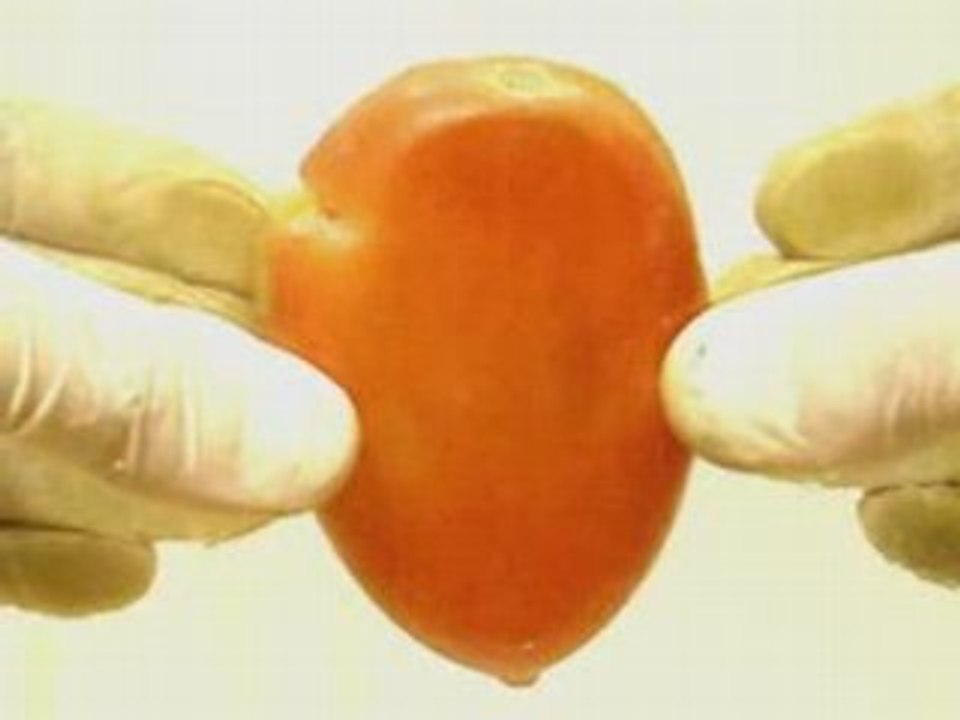 tomate 03