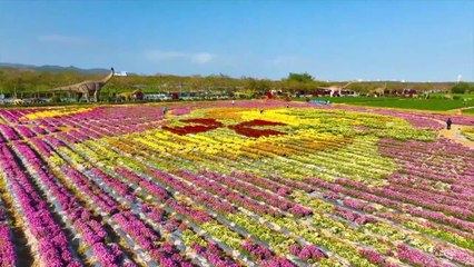Çin'in Tropik Şehri Sanya'da Kasımpatılar Çiçek Açtı