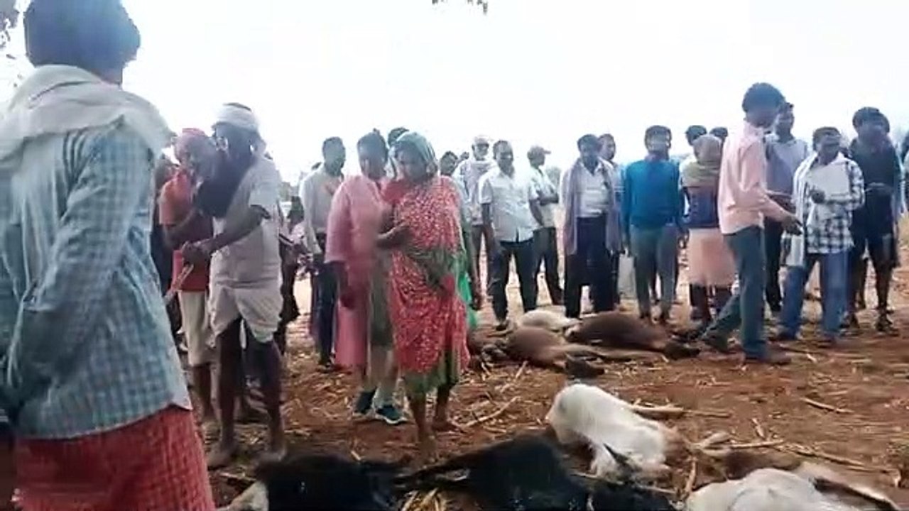 आकाशीय बिजली से 33 बकरियों की मौत, 18 घायल