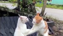 Funniest Animals  2023  Funny Cats And Dogs That Will Make You Laugh  Funny Animals Videos 2023 | Funny Cats and Dogs Video
