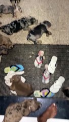 American Bully Puppies Cool Off in Front of Fan