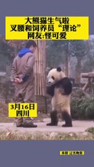The panda is angry! Quarrelling with the keeper with hands on hips. 大熊貓生氣了！雙手叉腰和飼養員吵架。