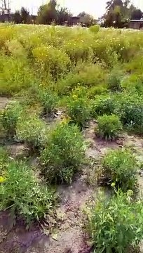 Effect on flower farming due to unseasonal rain