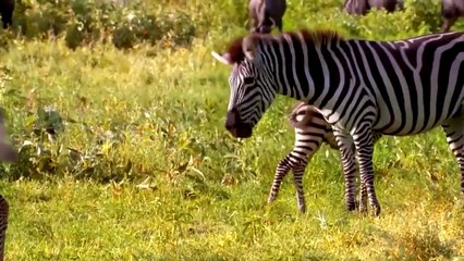 Incredible! Cheetah Was Surprised By Zebra's Powerful Counterattack And Miraculously Escaped Death