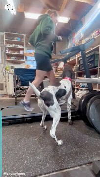 Quand ton chien veut à tout prix courir sur le tapis avec toi