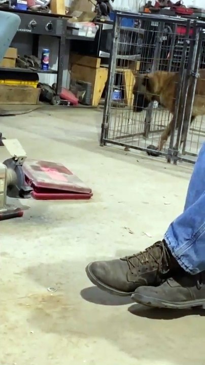 Mouse nearly caught by curious dog in hilarious cage encounter