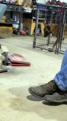 Mouse nearly caught by curious dog in hilarious cage encounter