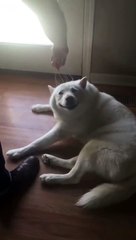 Kafası Kaşınan Köpeğin Mutluluğu