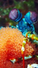Mantis Shrimp Holding Eggs