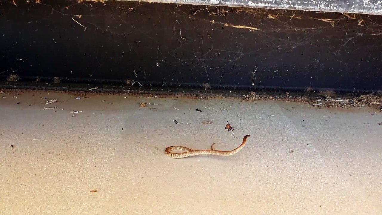 West Brown Snake meets Red Back Spider