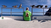 Red footed booby flock join tourist for sightseeing in remote Galapagos Islands