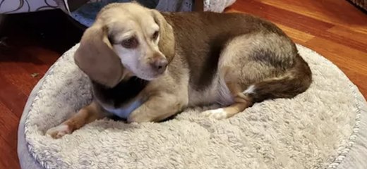 12-Year-Old Beagle Arrives At Virginia Shelter With Her Favorite Sweaters, Toys, And A Portrait