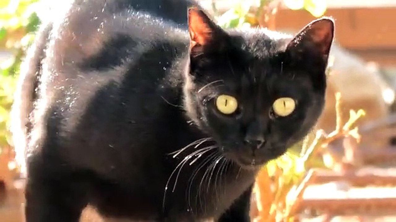 Beautiful Cats Face & Eyes Zoom 4K Video