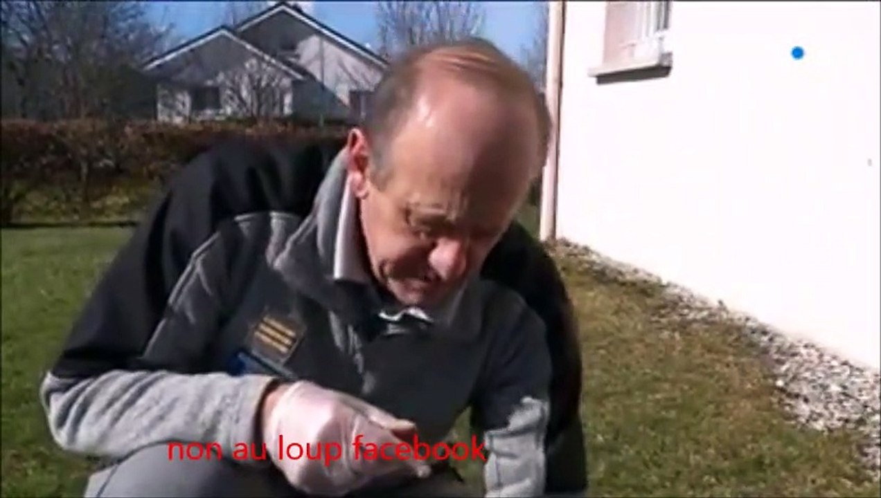 reconnaître un loup