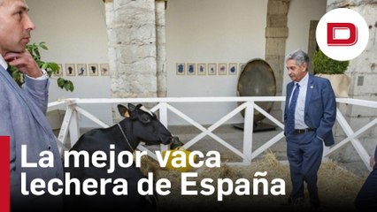 La vaca Ariel, protagonista de la Medalla de Plata de Cantabria, castigada cara a la pared en el Parlamento