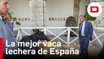 La vaca Ariel, protagonista de la Medalla de Plata de Cantabria, castigada cara a la pared en el Parlamento