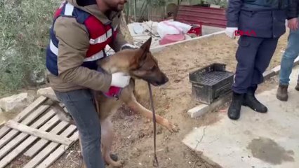 'ARTI', 'MANŞET' VE 'BALYA', ARI KOVANINDA UYUŞTURUCU BULDU; BABA- OĞUL GÖZALTINDA