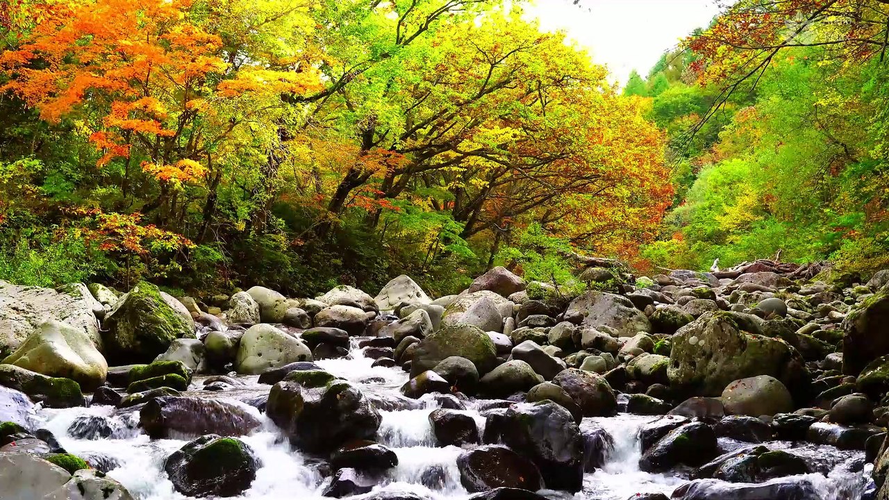 Autumn Forest Stream: 1 Hour of Soothing Nature Sounds