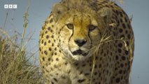 Baboon troop clash with pack of cheetahs - Serengeti - BBC