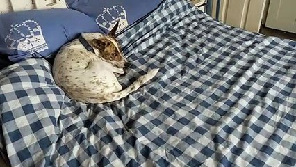 Pug Making Life difficult....