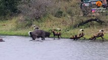 Buck Fighting Wild Dogs & Hippos Gets Caught by Crocodile