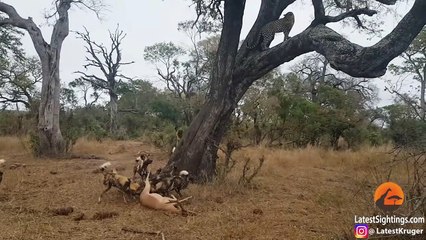 Leopard vs Wild Dogs vs Hyenas vs Impala